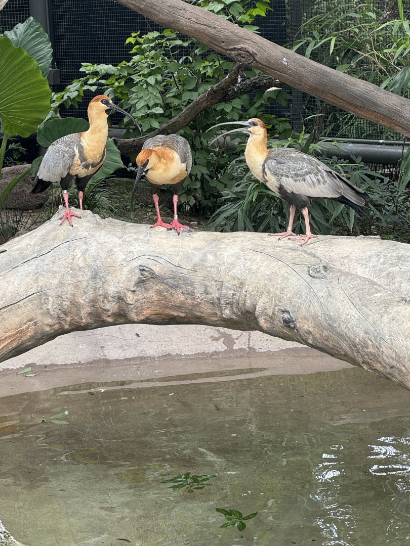 Black-Faced Ibis (7/3/24)