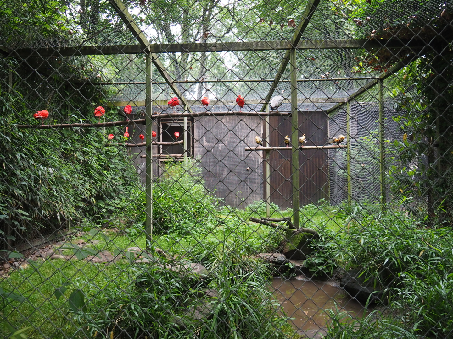 Black-faced ibis and Scarlet ibis aviary, 2021-07-03