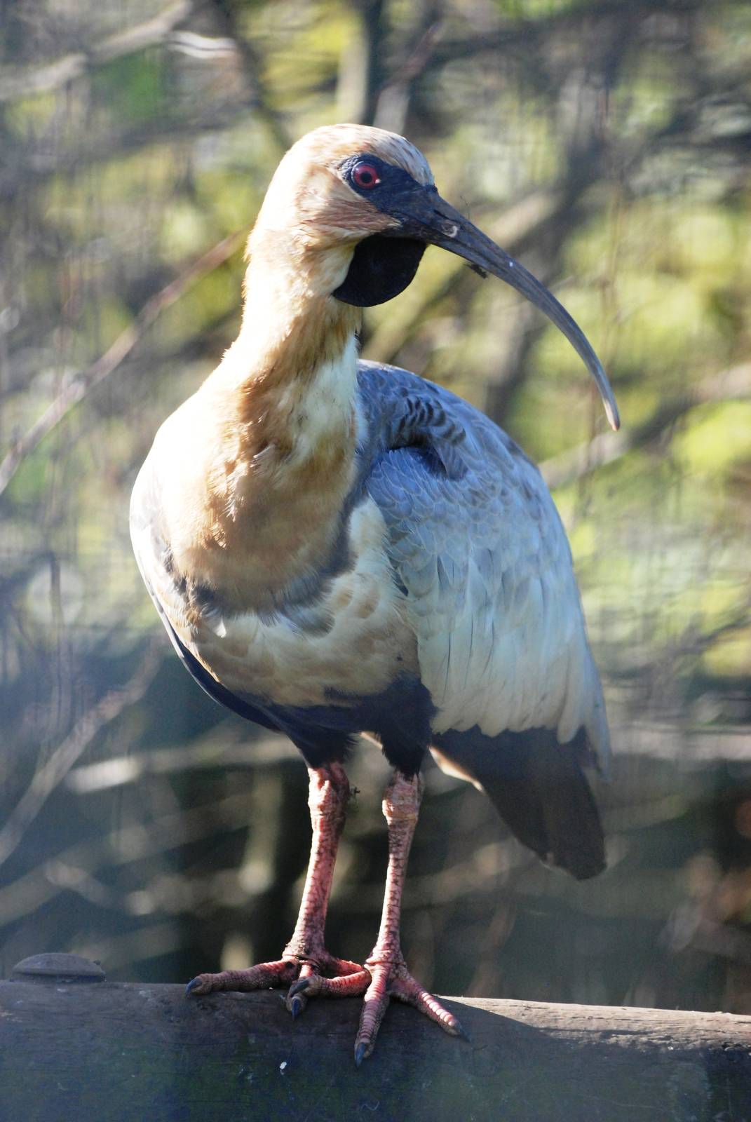 Black-faced Ibis at Blackbrook, 21/10/12