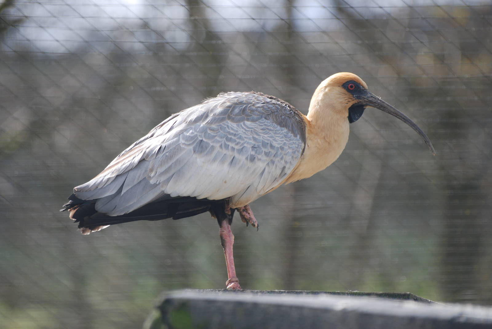 Black-faced Ibis at Blackbrook, 22/04/12