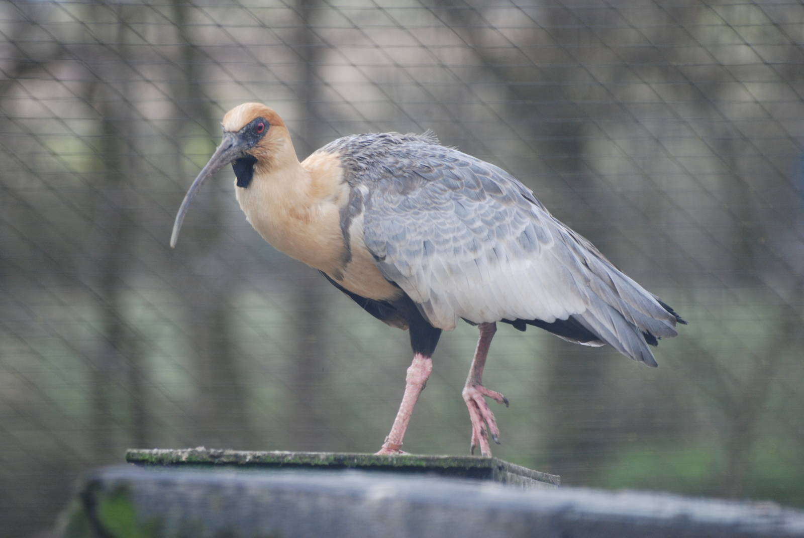 Black-faced Ibis at Blackbrook, 22/04/12