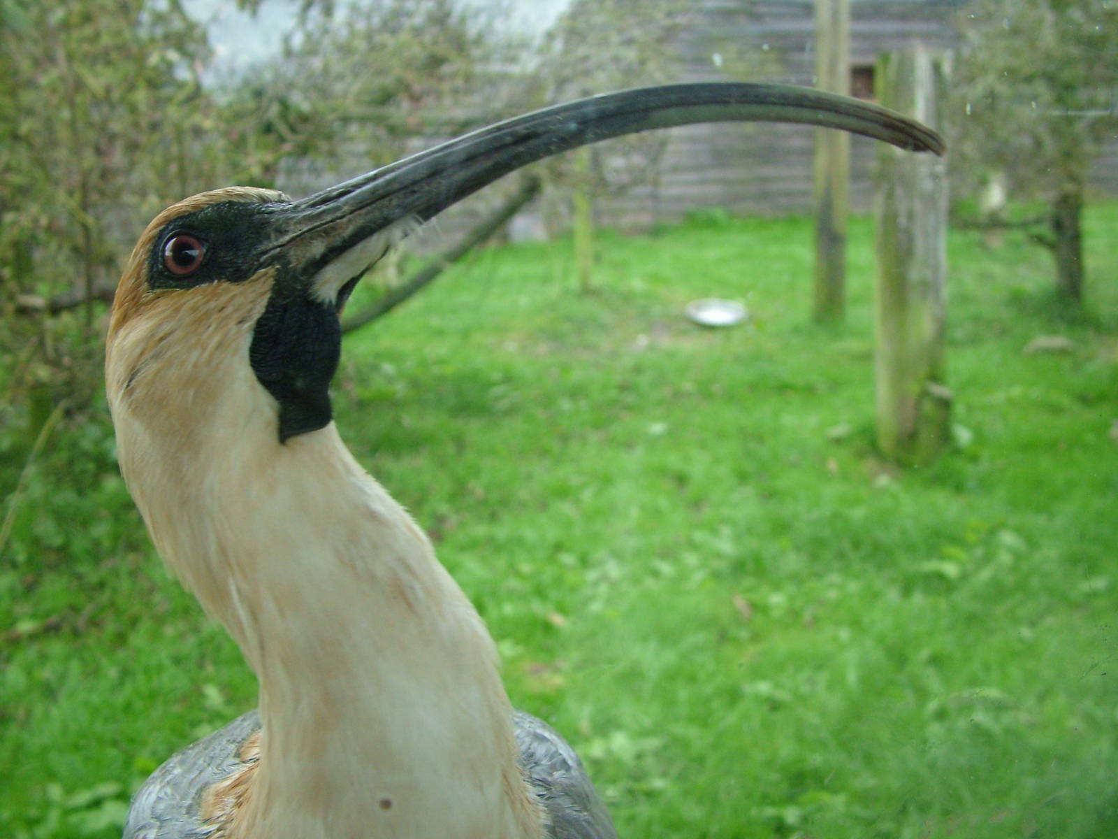 Black-faced Ibis at Blackbrook Sept 2008