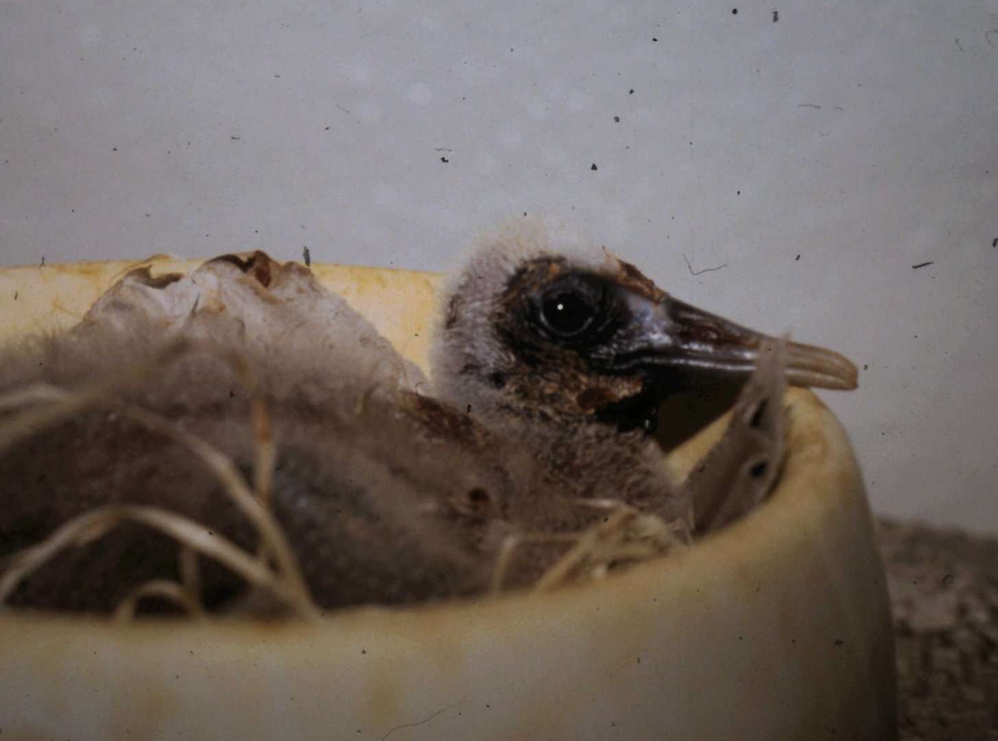 Black-faced ibis at the hand-raising station