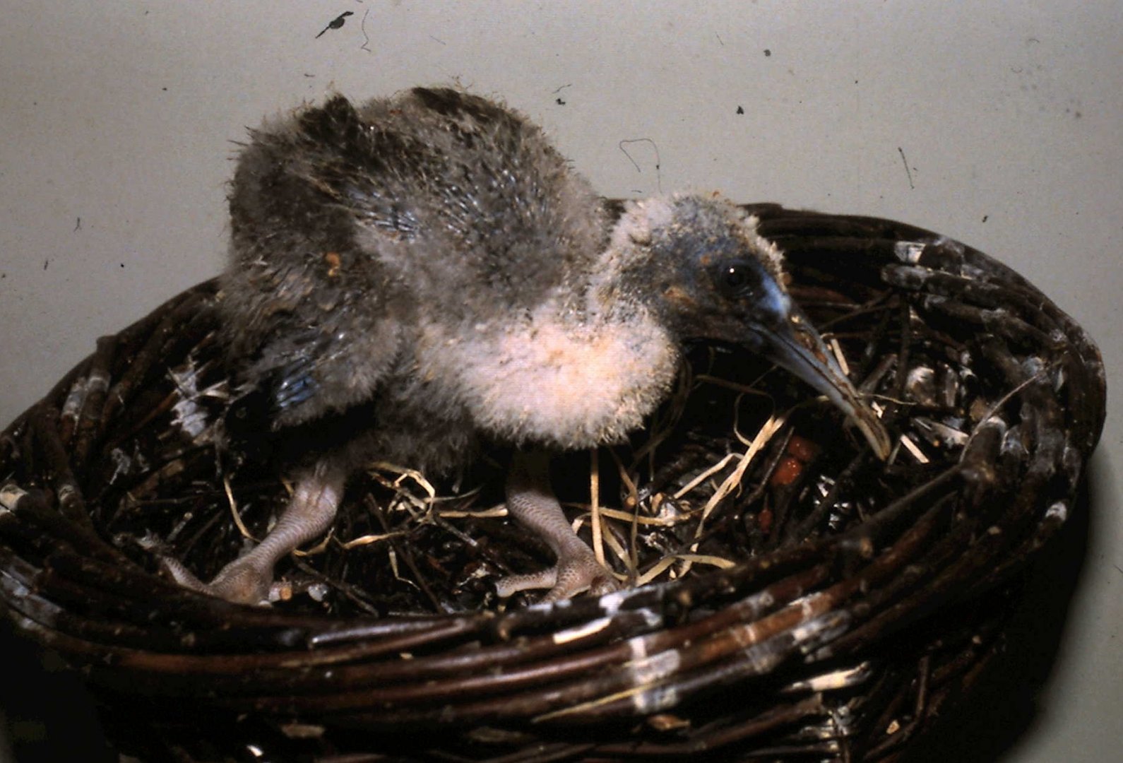 Black-faced ibis at the hand-raising station