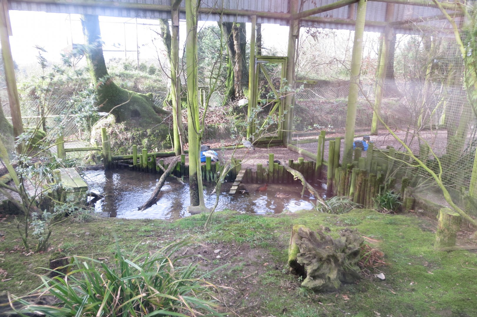 Black-faced ibis aviary 040319