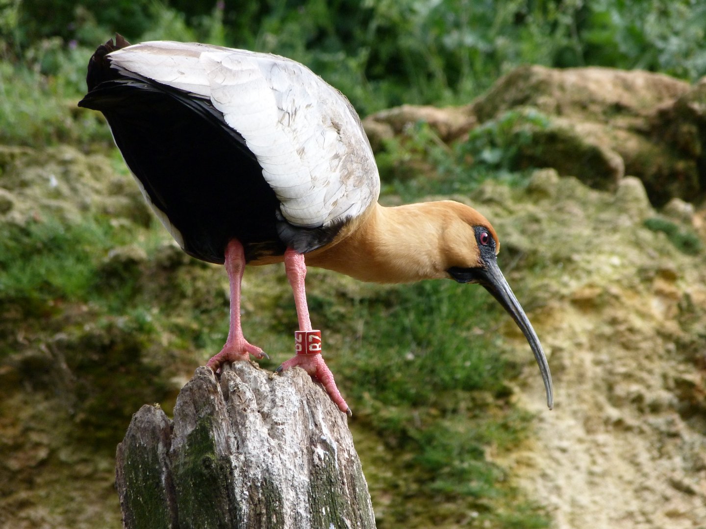 Black-faced ibis -Bioparc de Doué la Fontaine (2025)