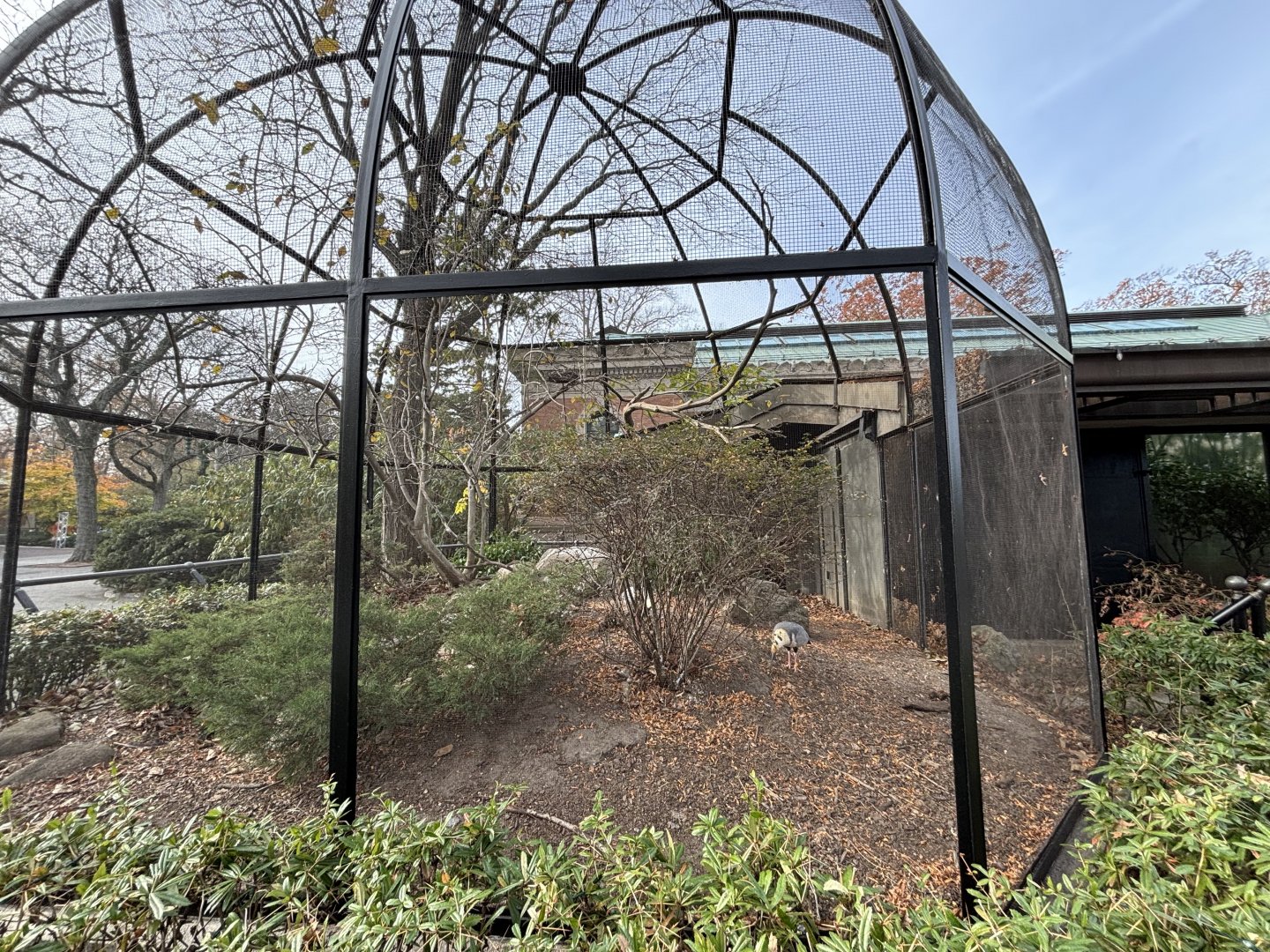 Black-faced Ibis Exhibit