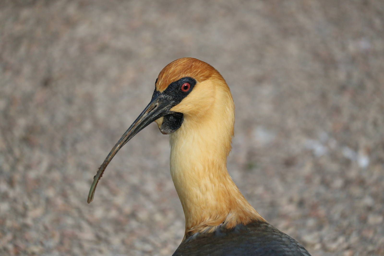 Black-faced ibis, February 2016