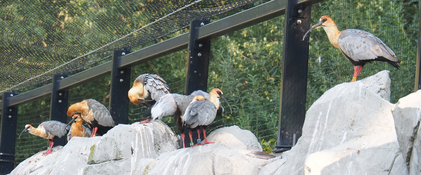 Black-faced ibis flock (Theristicus melanopis), 2020-09-16
