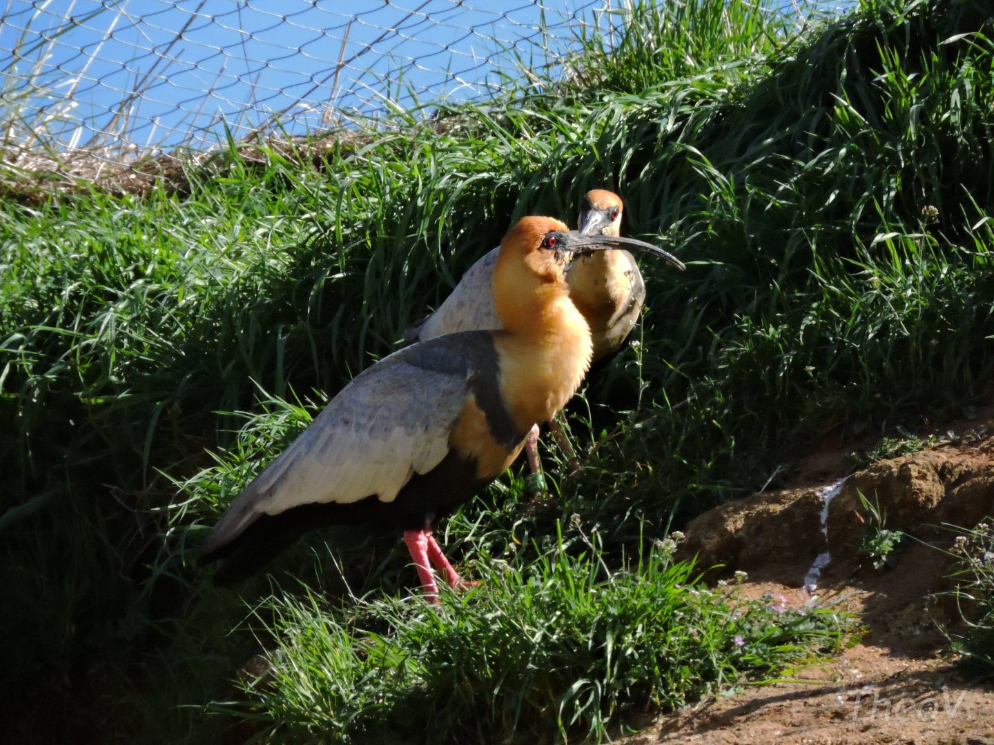 Black-faced ibis - Grande volière sud-américaine [2015]