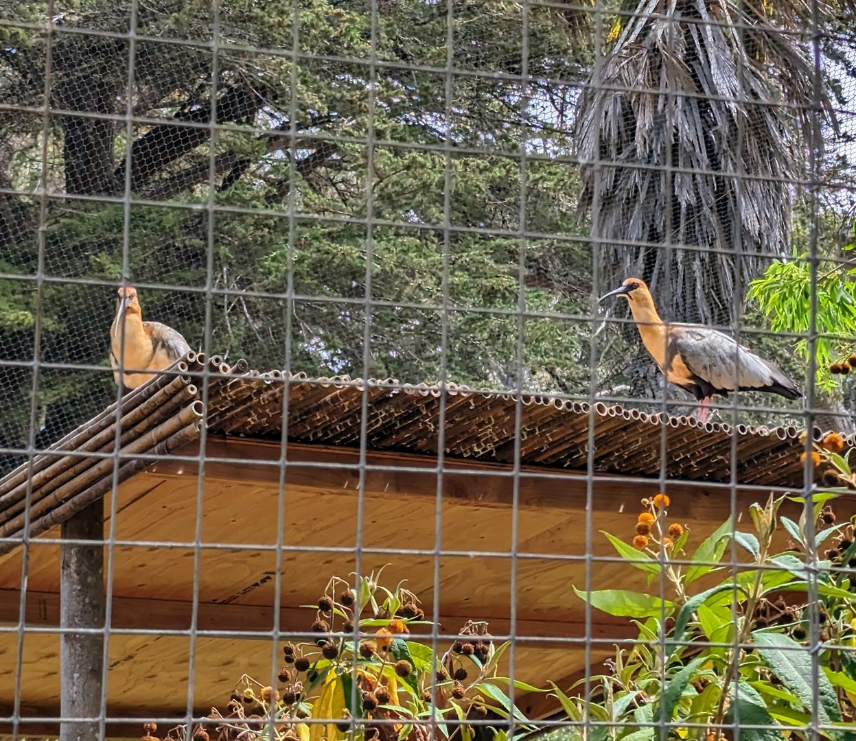 Black-faced Ibis - July 8th 2023