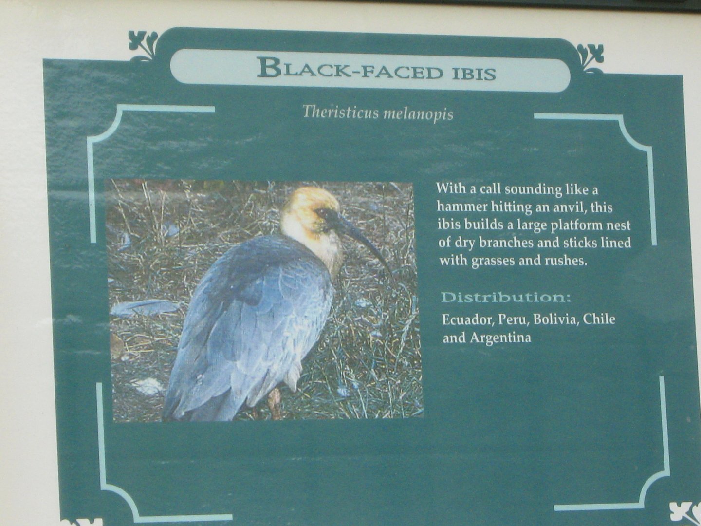 Black-Faced Ibis Sign