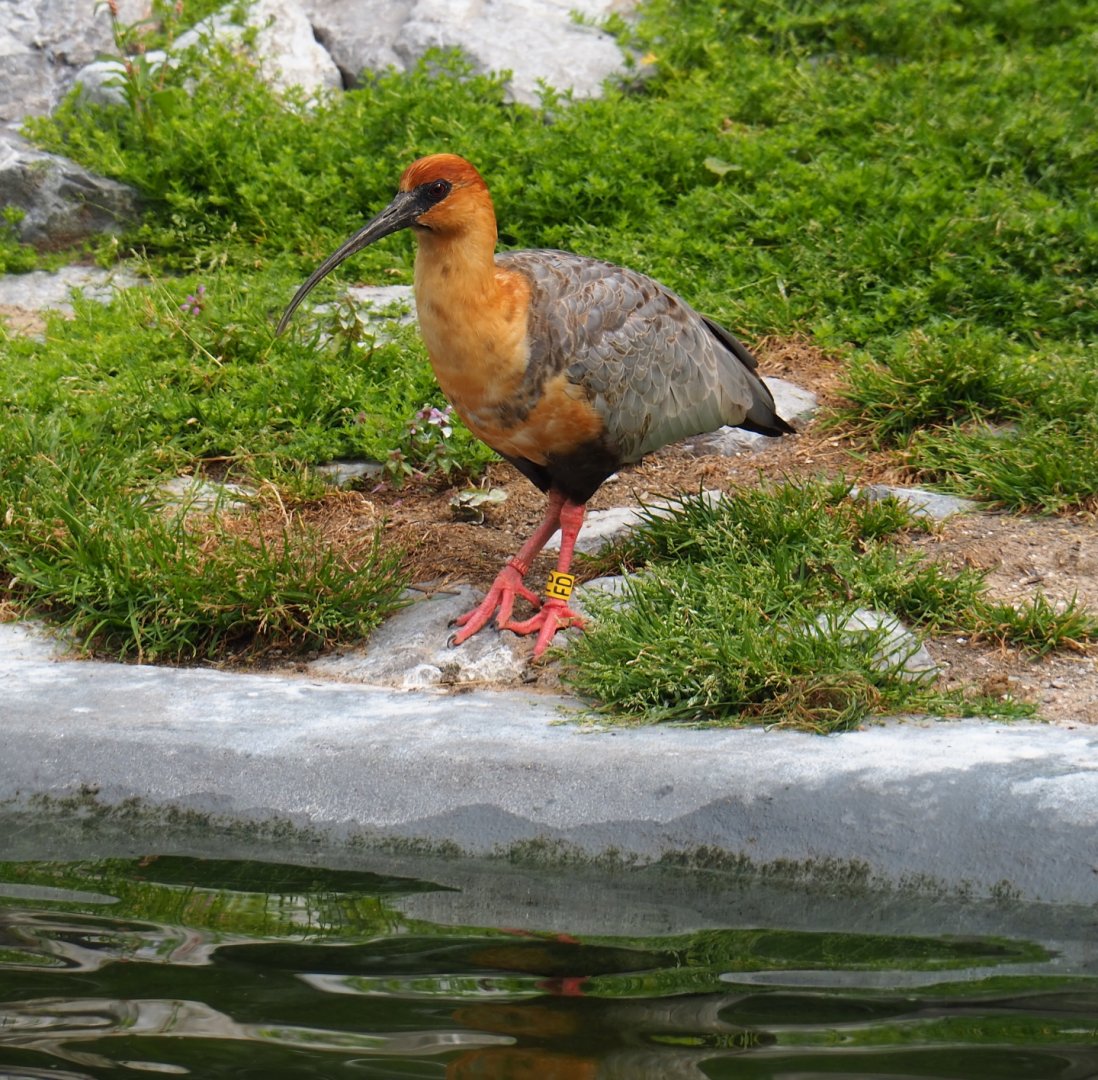 Black-faced ibis (Theristicus melanopis), 2019-05-31