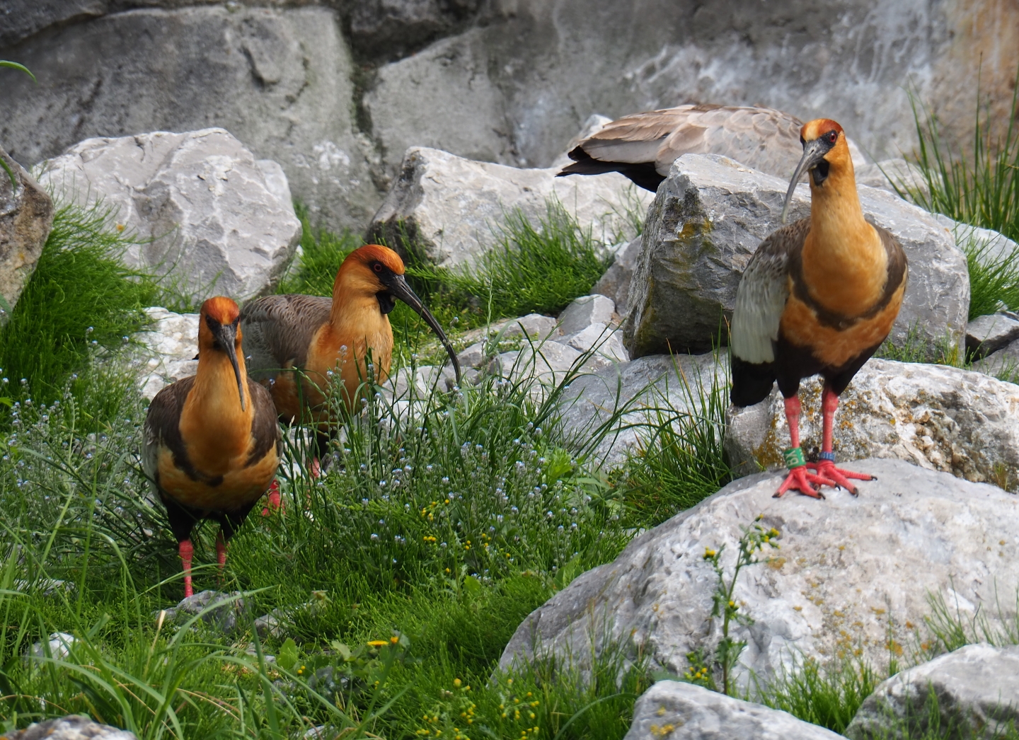 Black-faced ibis (Theristicus melanopis), 2019-05-31