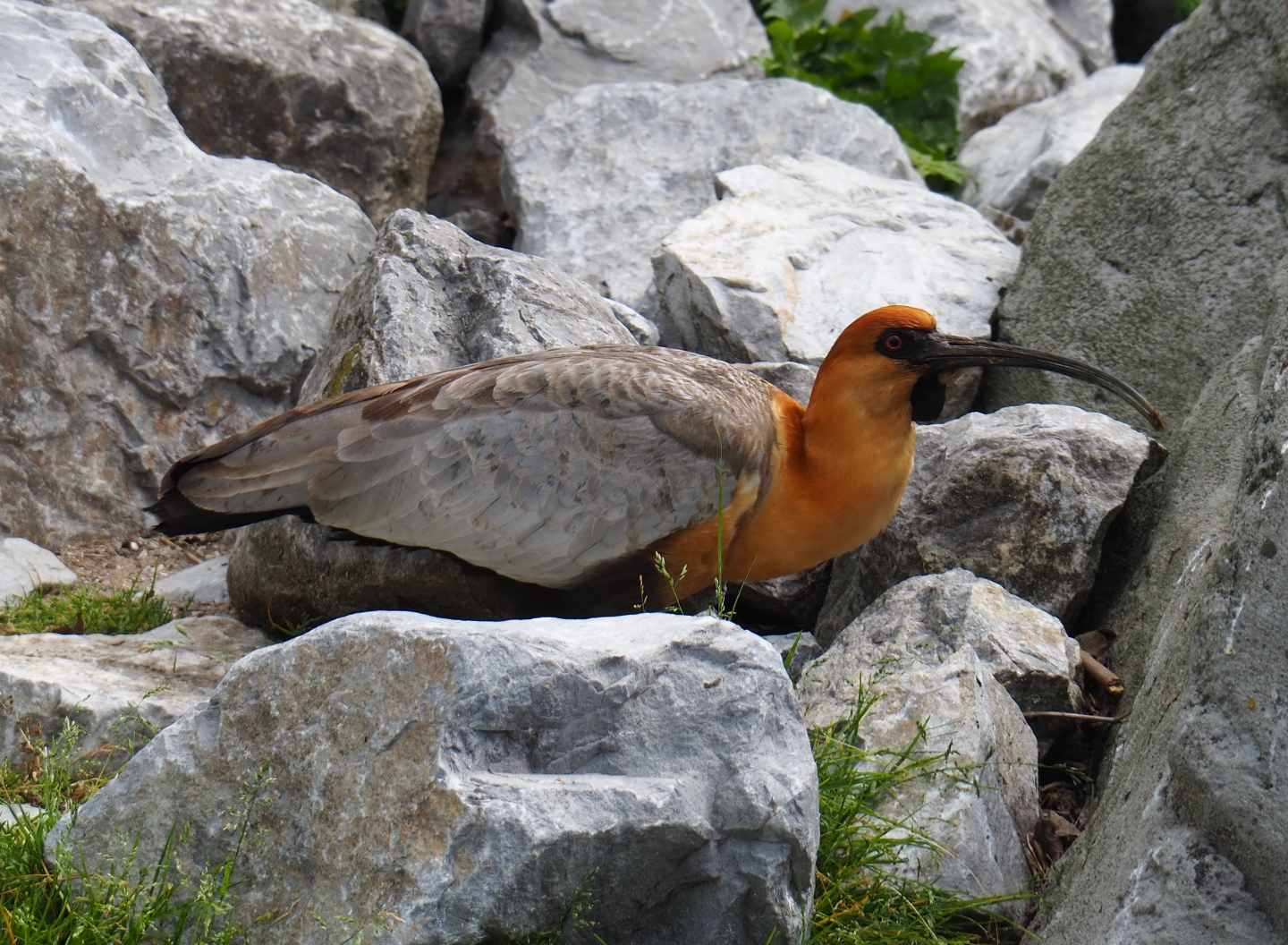 Black-faced ibis (Theristicus melanopis), 2019-05-31