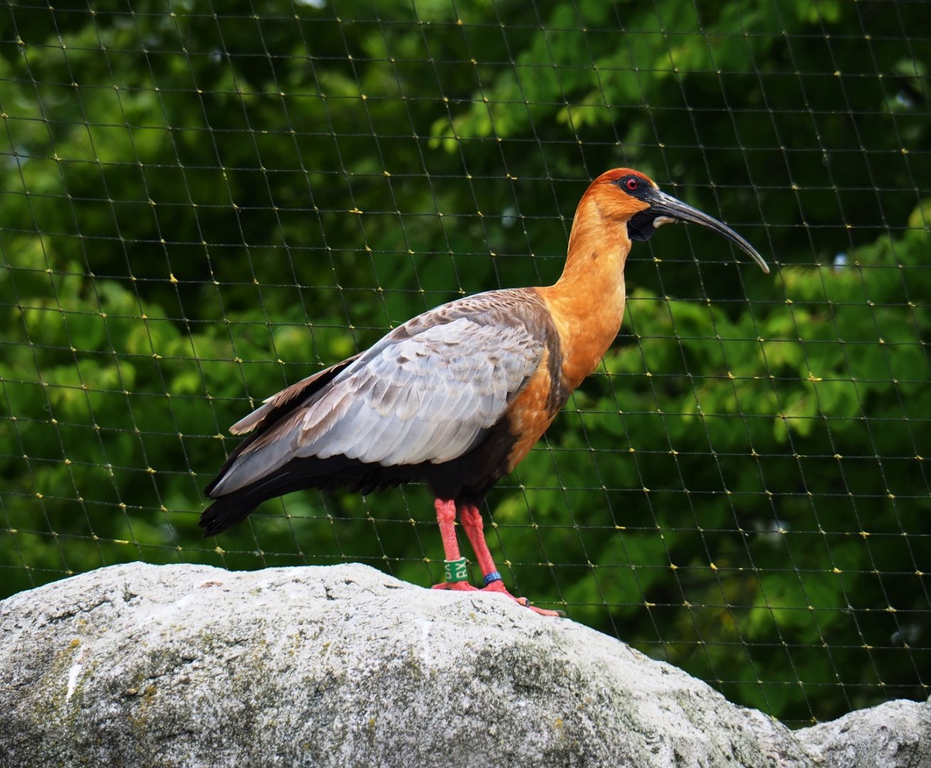 Black-faced ibis (Theristicus melanopis), 2019-05-31