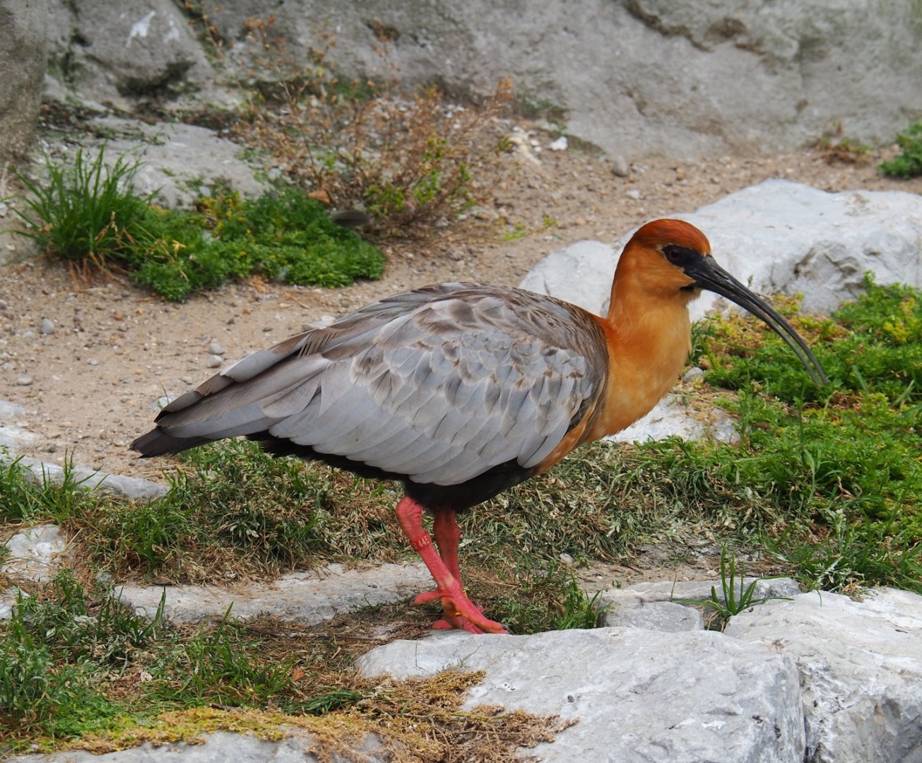 Black-faced ibis (Theristicus melanopis), 2019-06-26