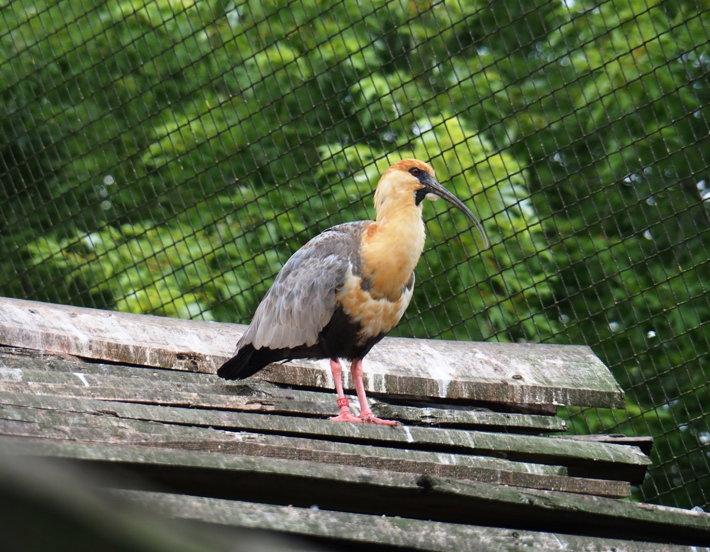 Black-faced ibis (Theristicus melanopis), 2019-07-21