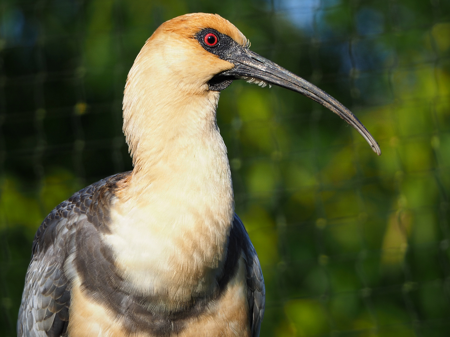 Black-faced ibis (Theristicus melanopis), 2019-12-28
