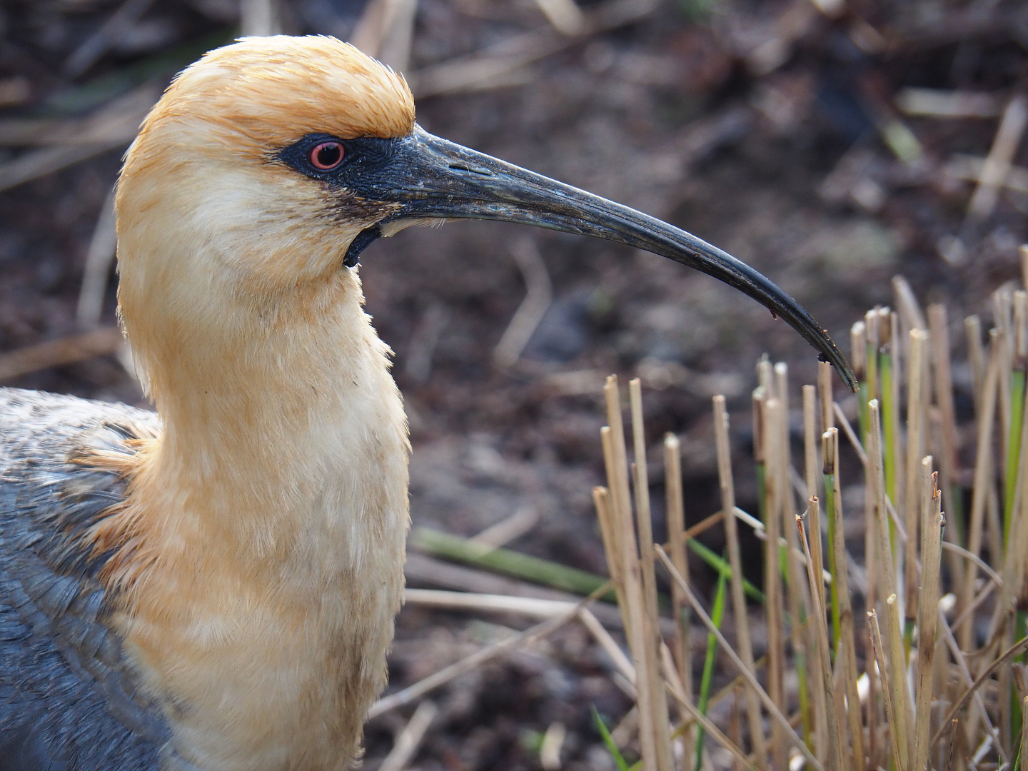 Black-faced ibis (Theristicus melanopis),  2020-01-11