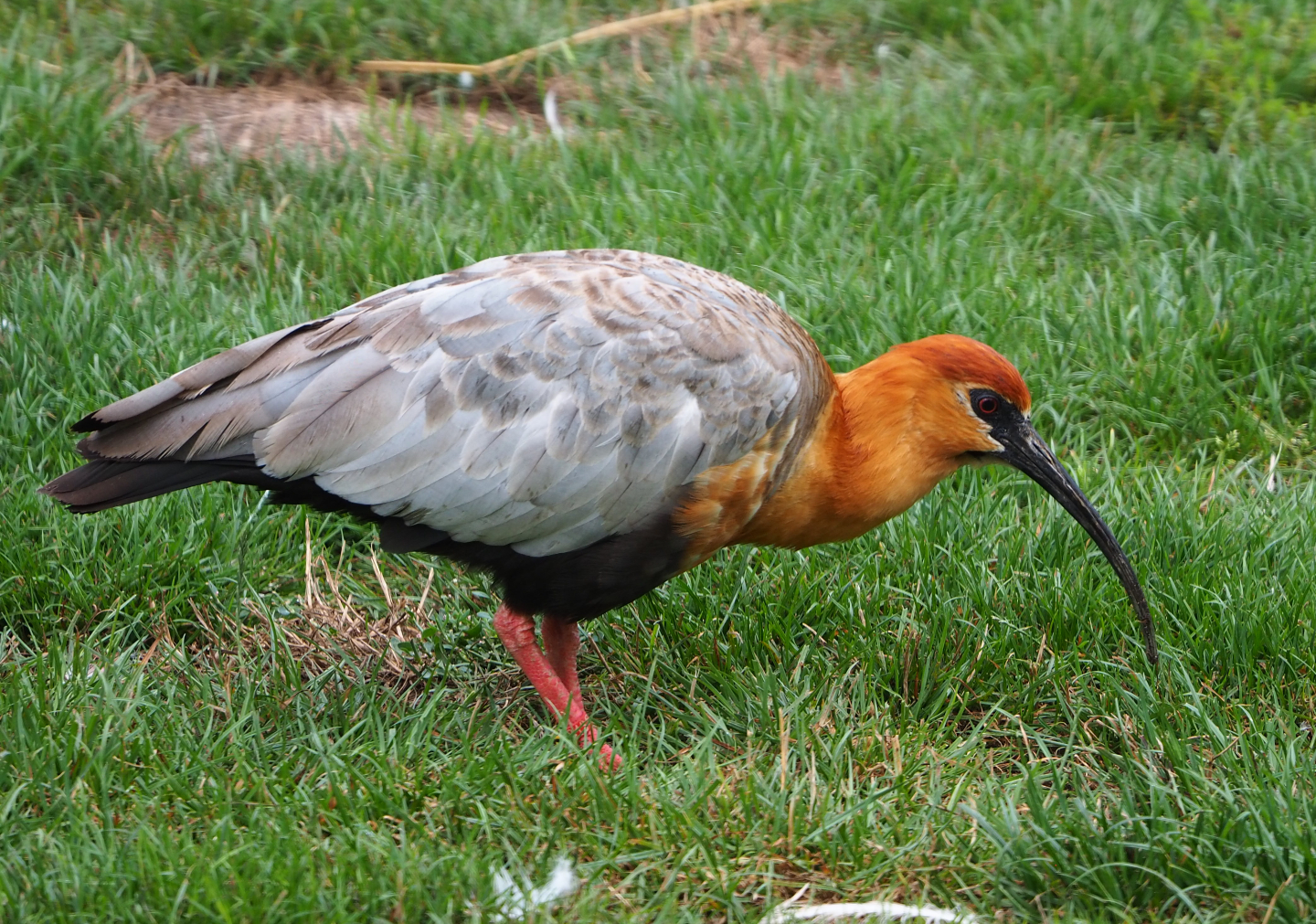 Black-faced ibis (Theristicus melanopis), 2020-08-15