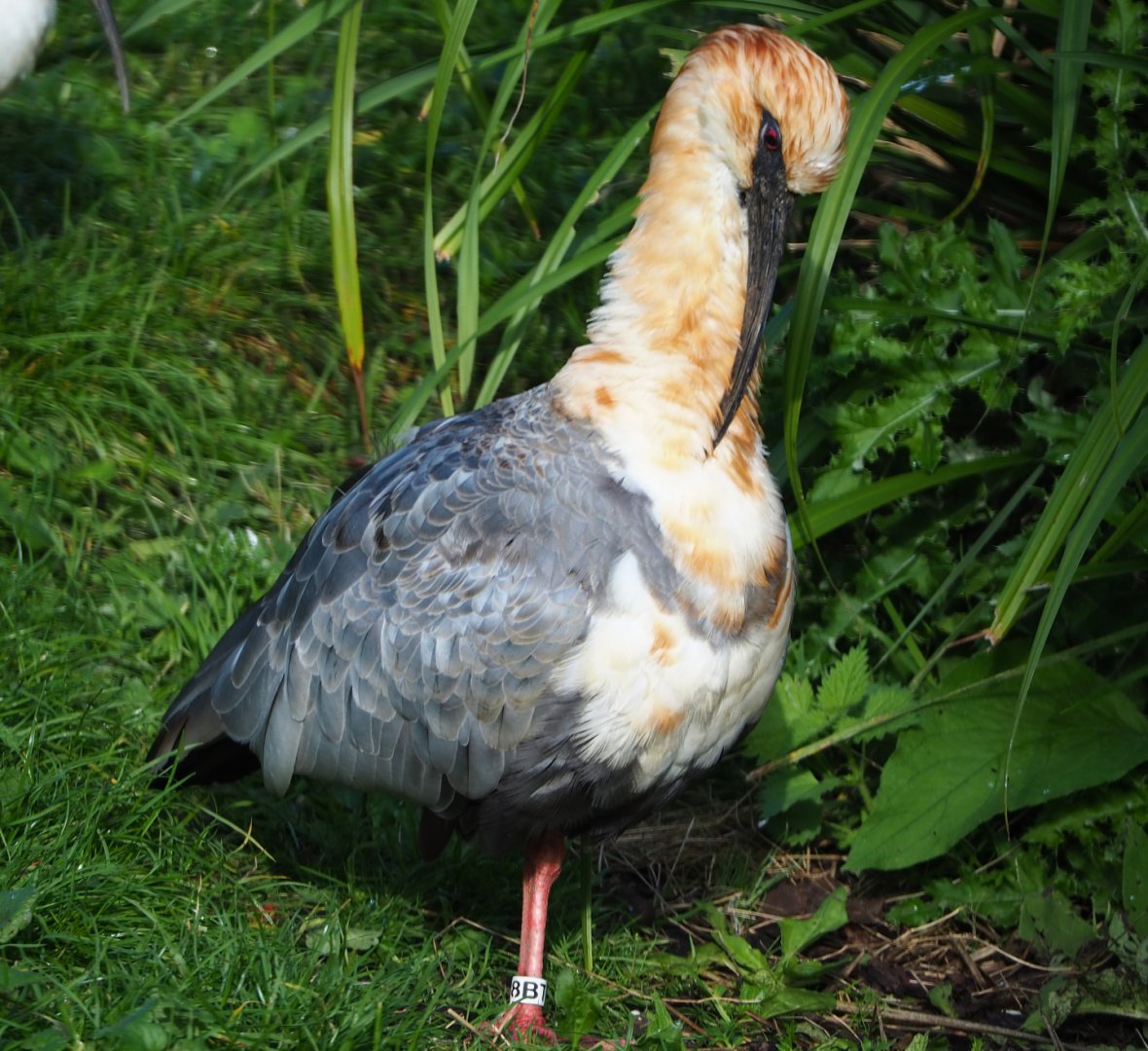 Black-faced ibis (Theristicus melanopis), 2020-10-10