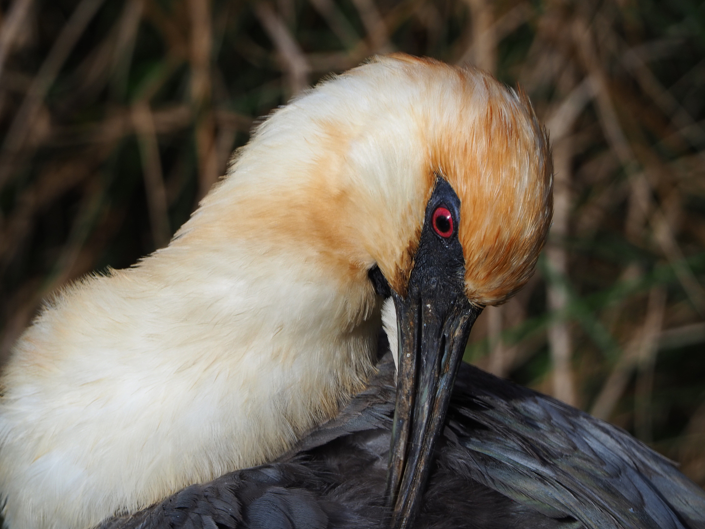 Black-faced ibis (Theristicus melanopis), 2020-10-10