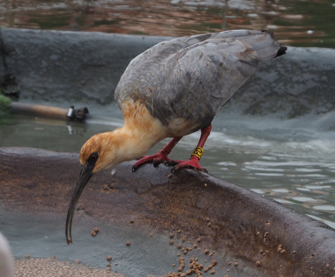 Black-faced ibis (Theristicus melanopis), 2020-10-19