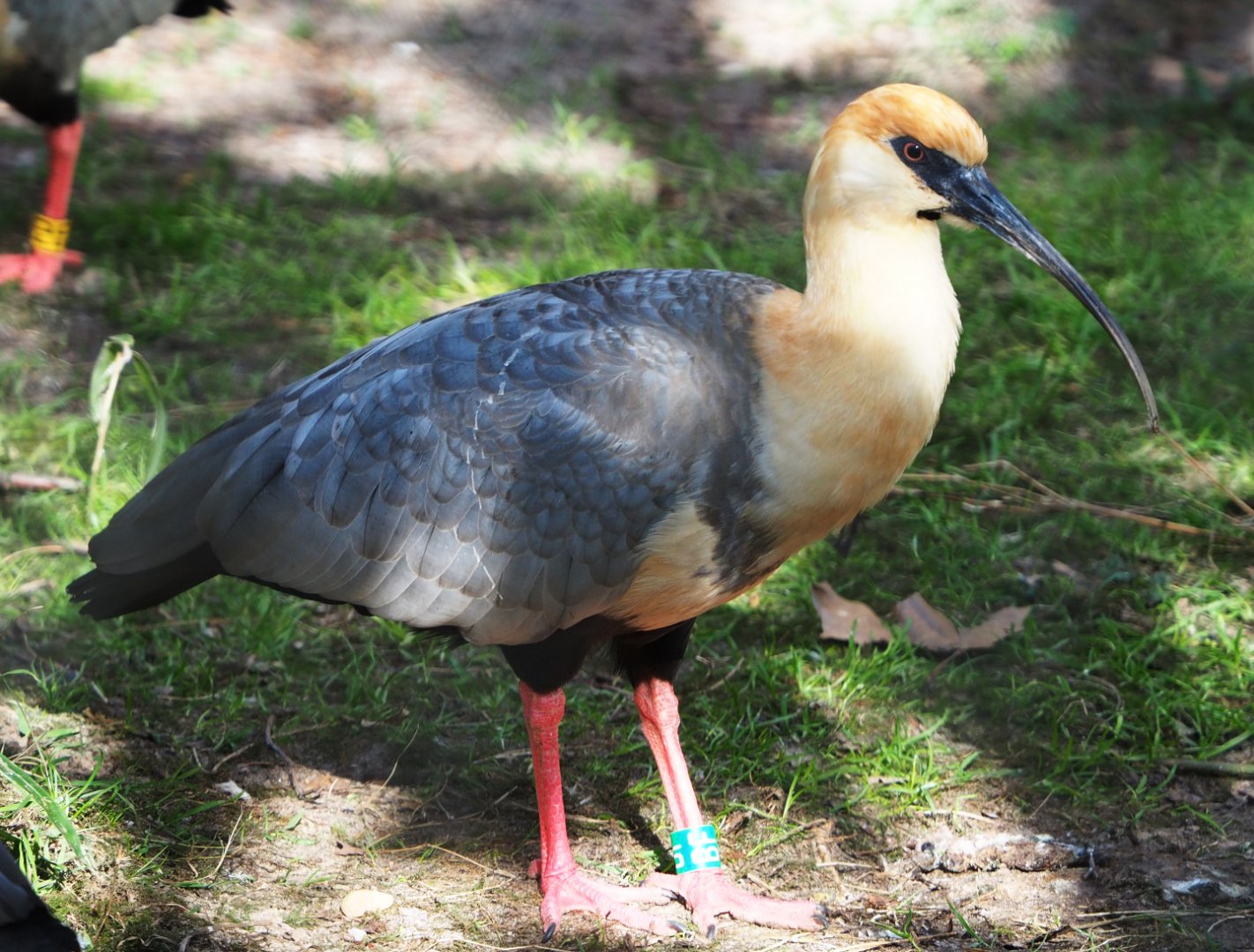 Black-faced ibis (Theristicus melanopis), 2021-02-23