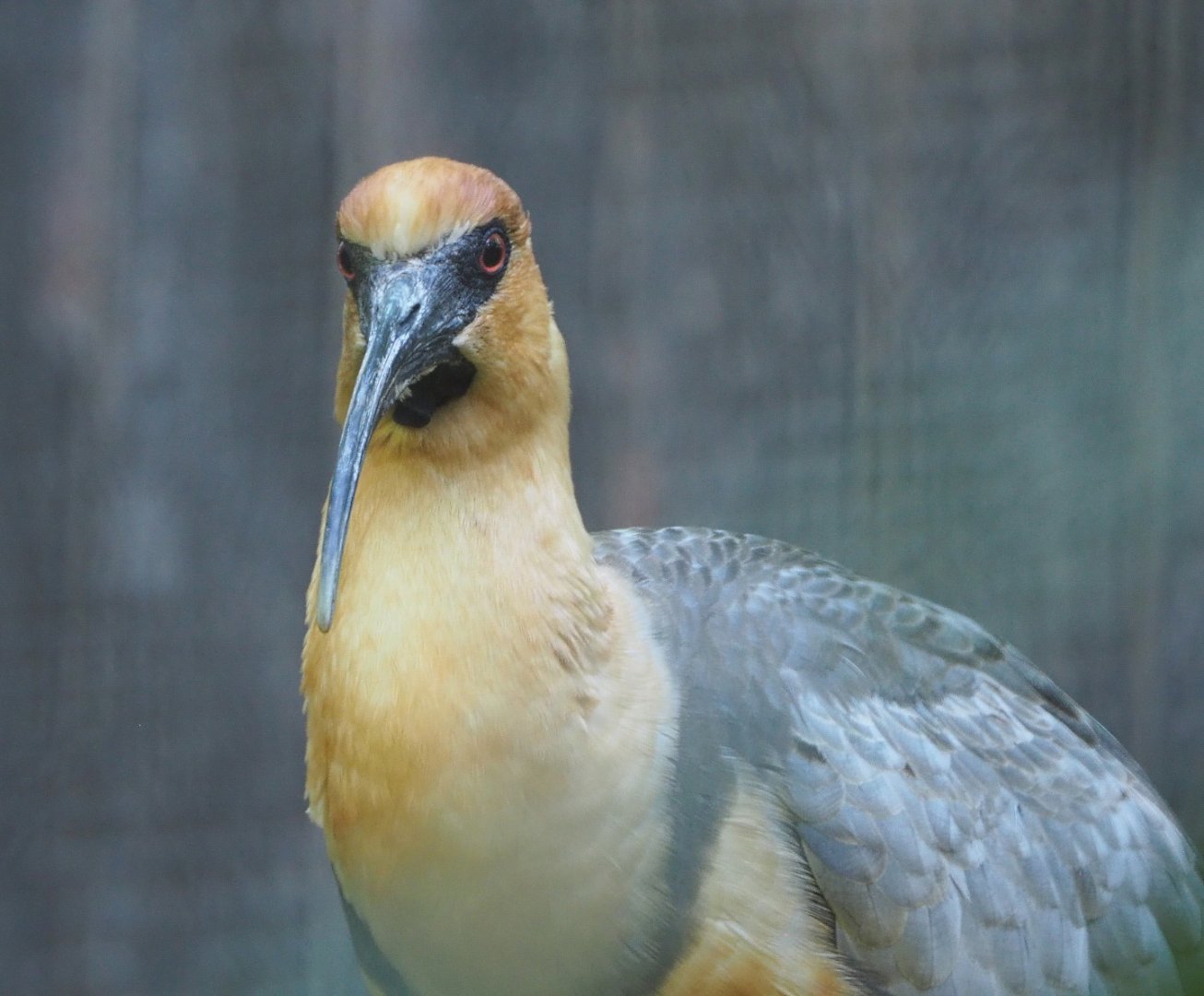 Black-faced ibis (Theristicus melanopis), 2021-06-01