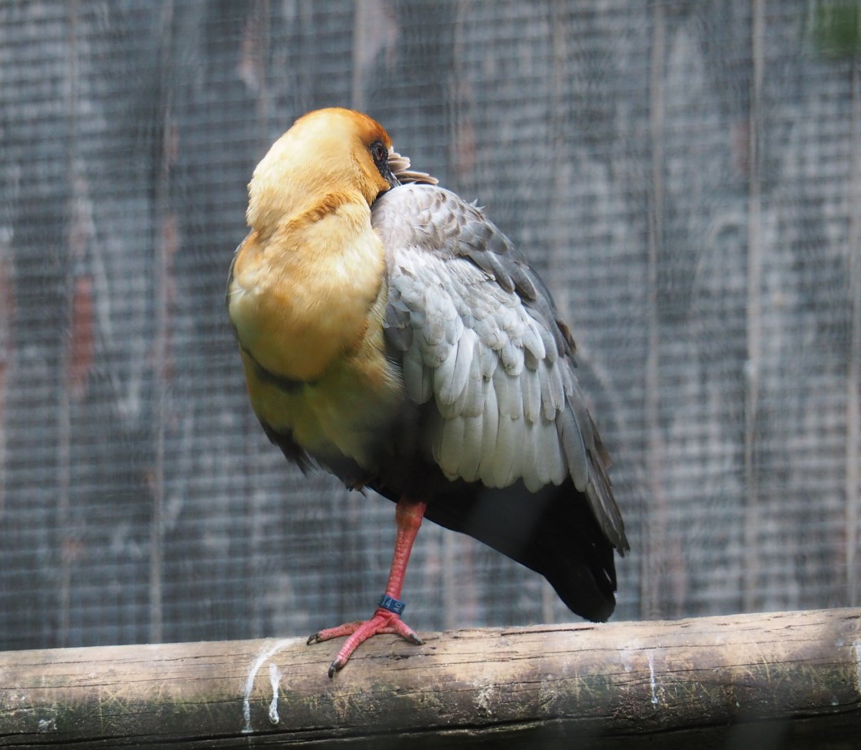 Black-faced ibis (Theristicus melanopis), 2021-07-03