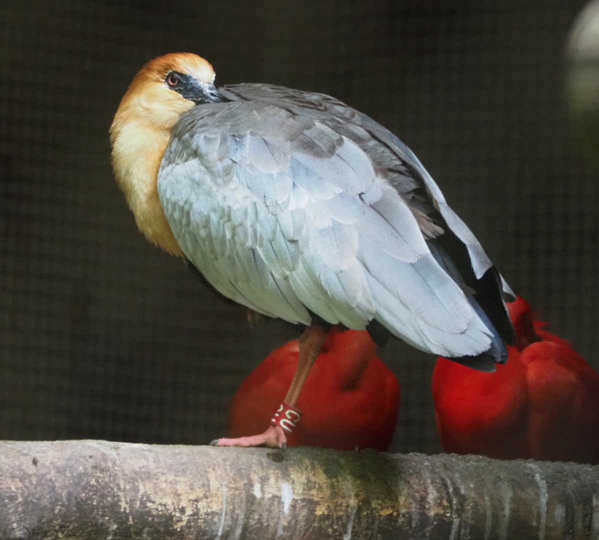 Black-faced ibis (Theristicus melanopis), 2021-07-20