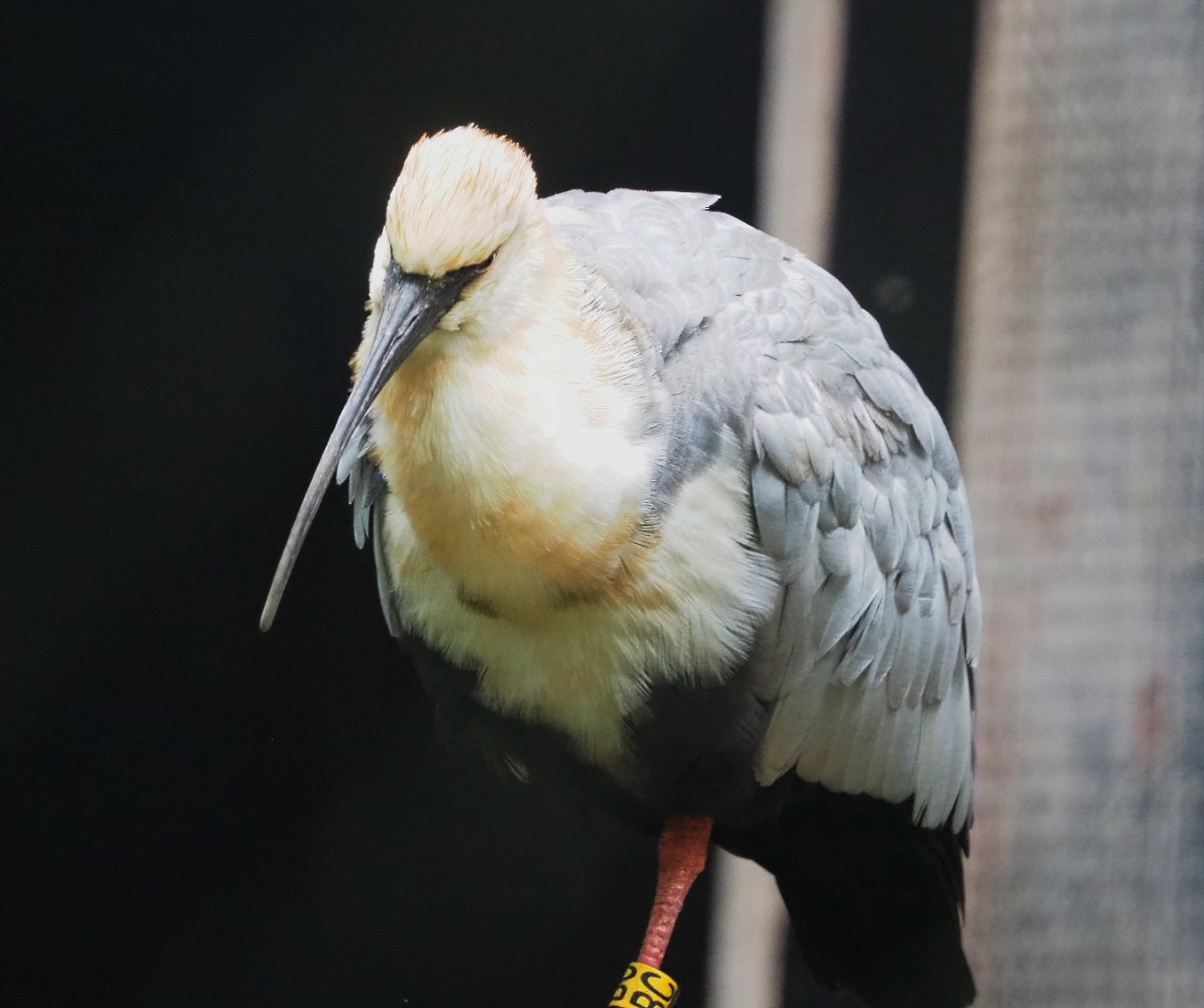 Black-faced ibis (Theristicus melanopis), 2021-10-10