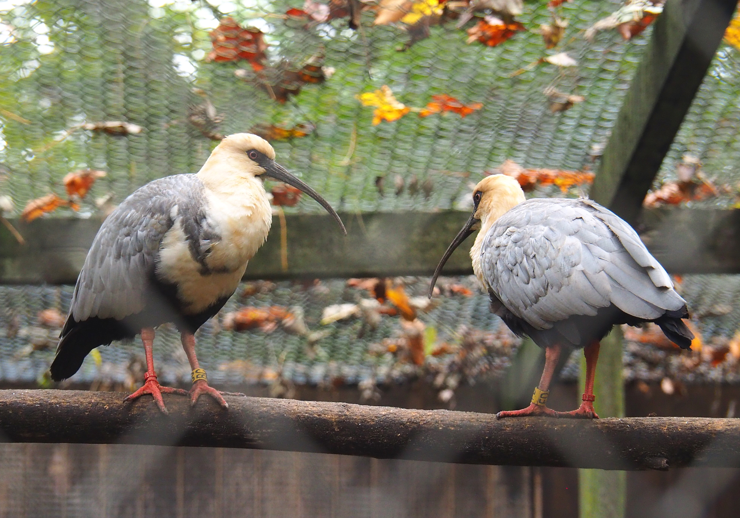 Black-faced ibis (Theristicus melanopis), 2021-11-06