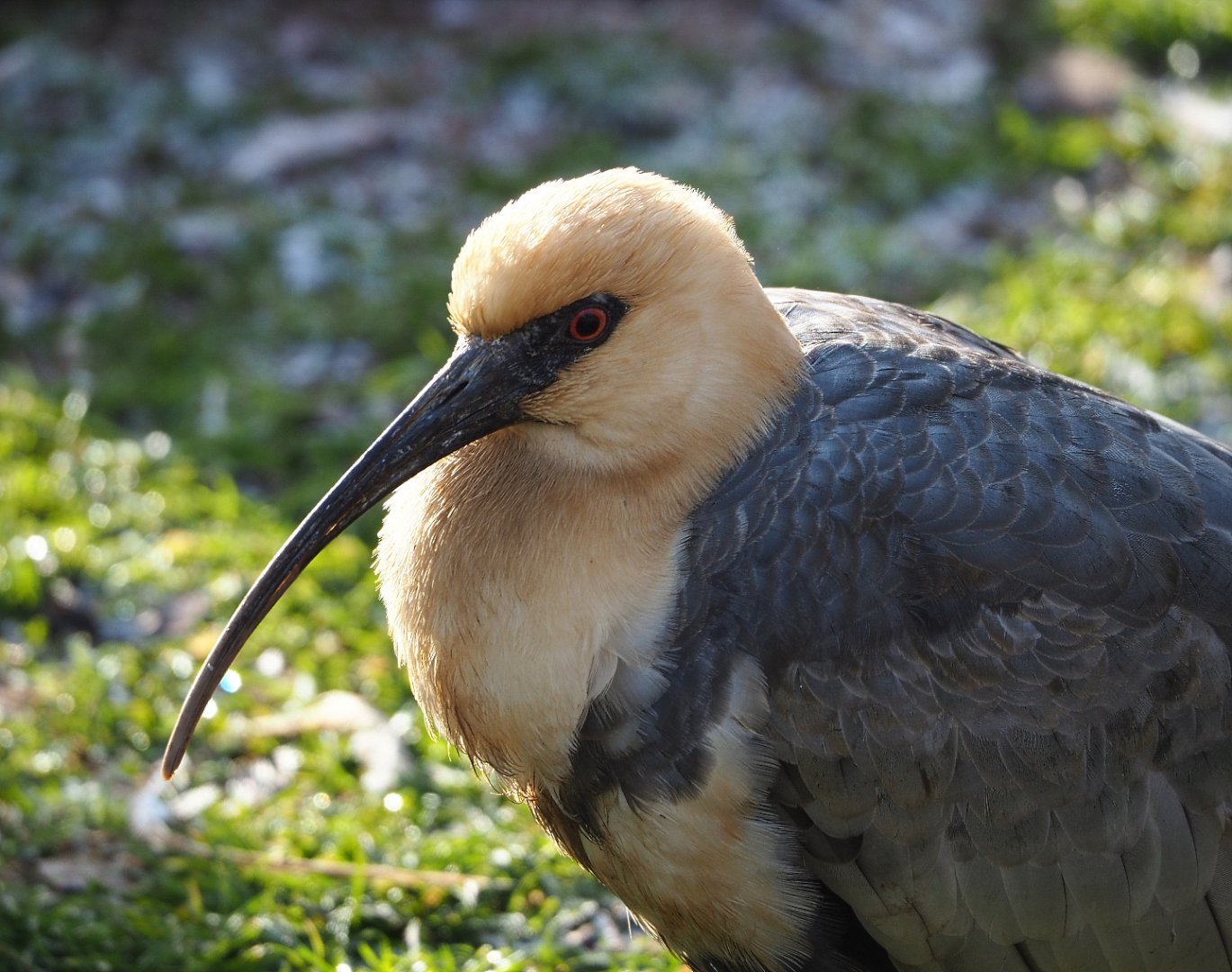 Black-faced ibis (Theristicus melanopis), 2021-12-22