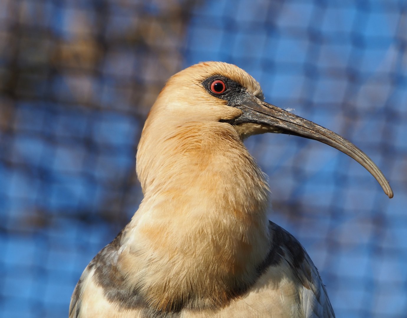 Black-faced ibis (Theristicus melanopis),  2021-12-22