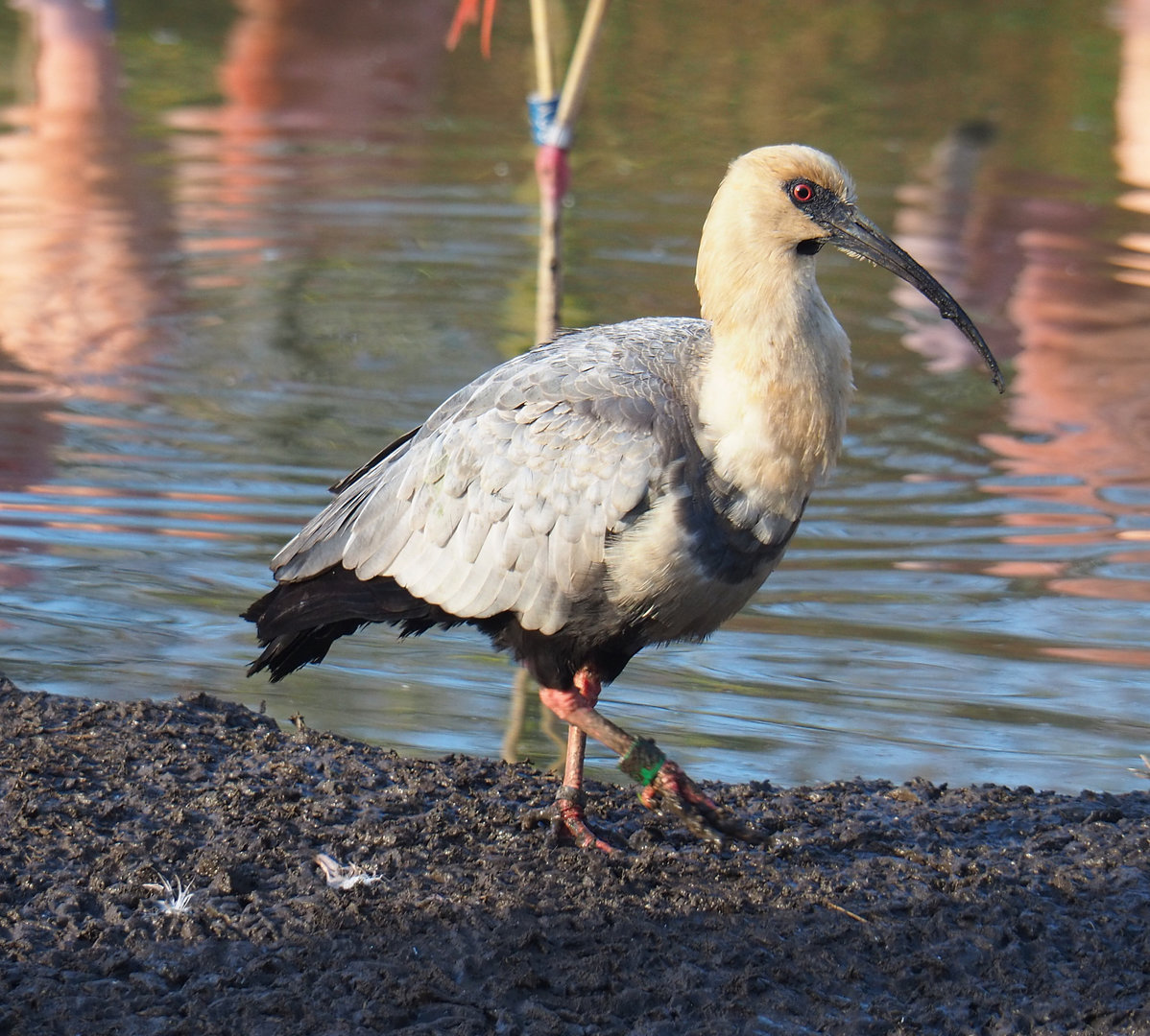 Black-faced ibis (Theristicus melanopis), 2022-01-30