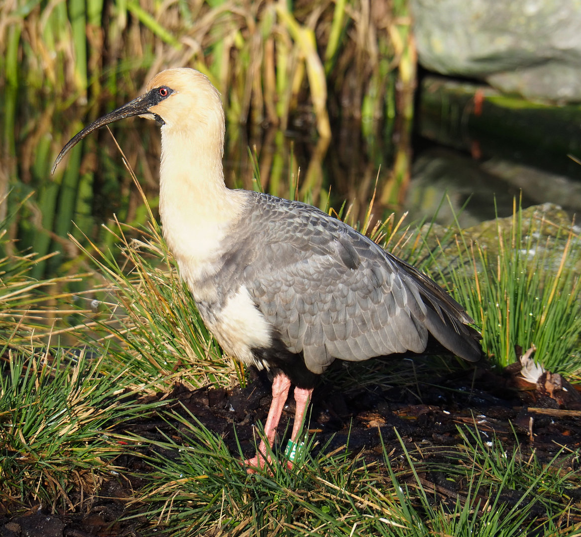Black-faced ibis (Theristicus melanopis), 2022-01-30