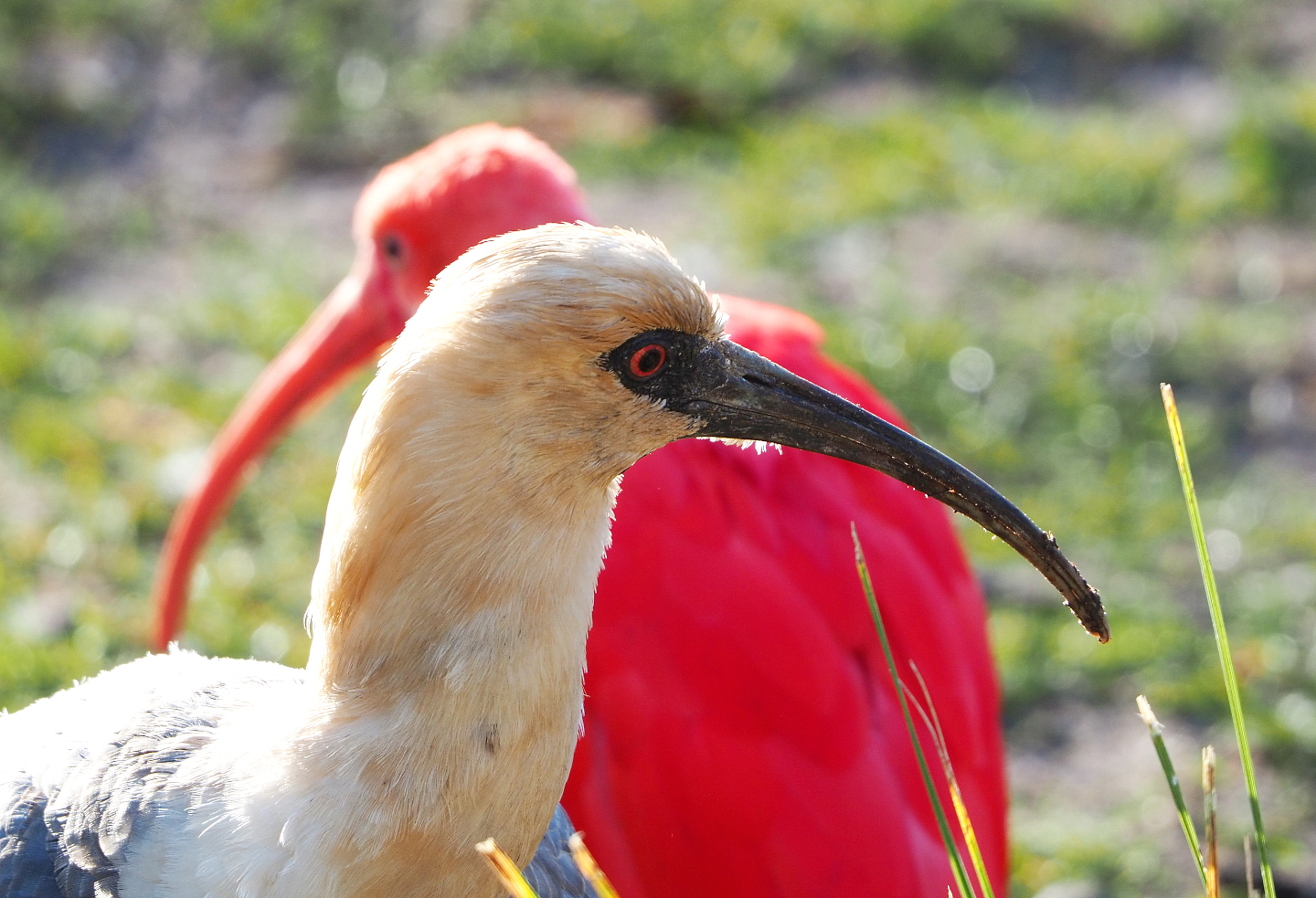 Black-faced ibis (Theristicus melanopis), 2022-01-30