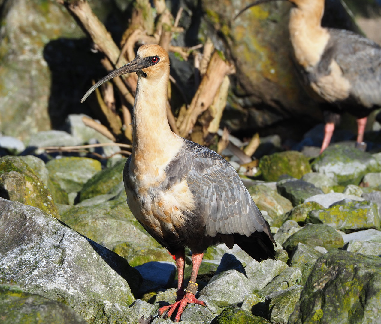 Black-faced ibis (Theristicus melanopis), 2022-02-12