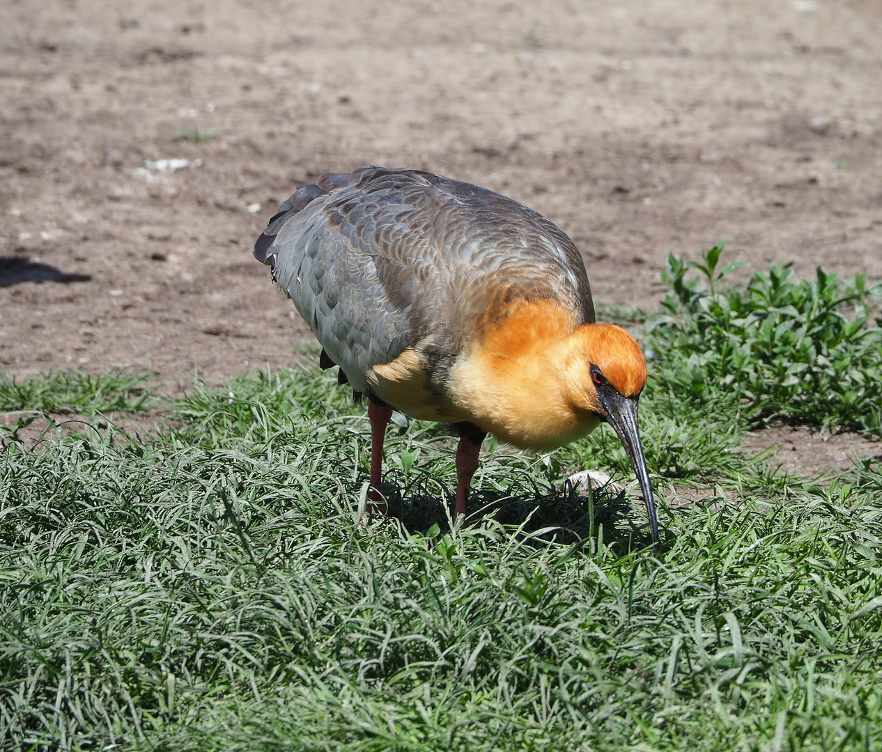 Black-faced ibis (Theristicus melanopis), 2022-05-28