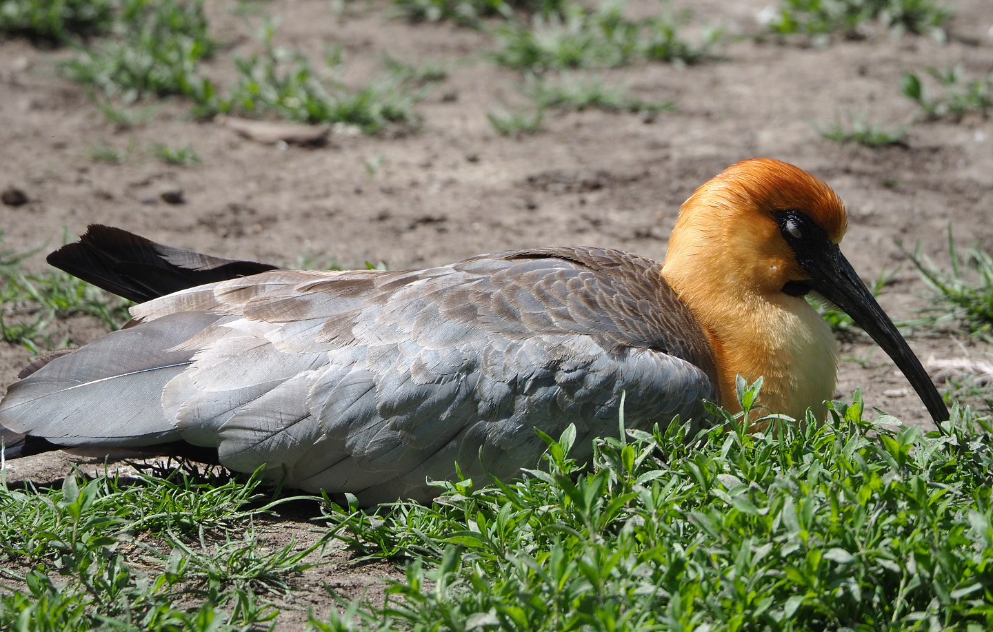 Black-faced ibis (Theristicus melanopis), 2022-05-28