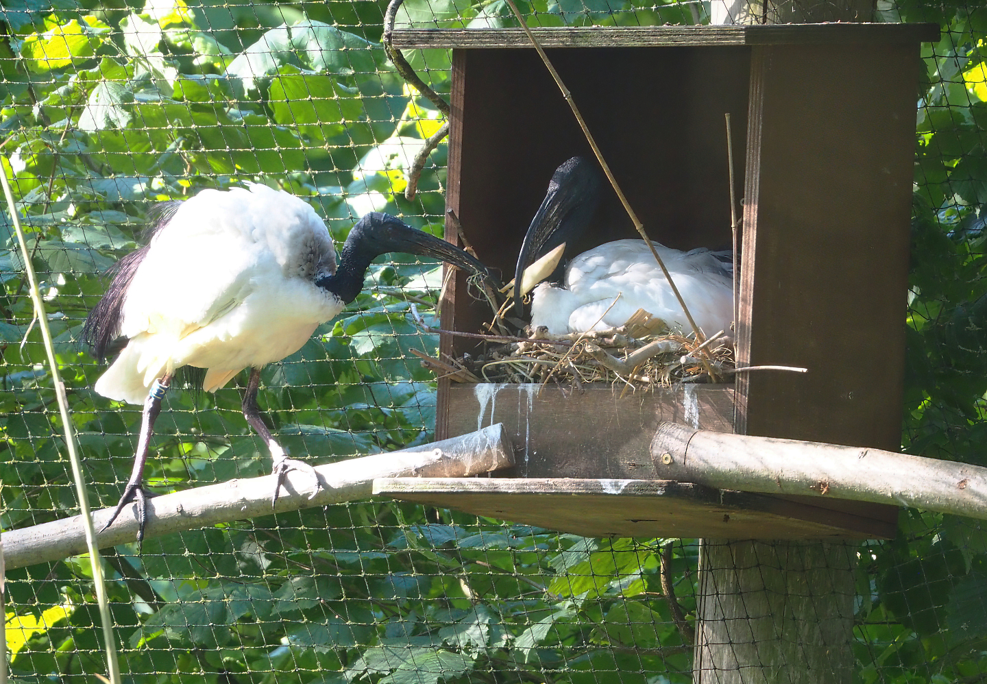 Black-faced ibis (Theristicus melanopis), 2022-06-15
