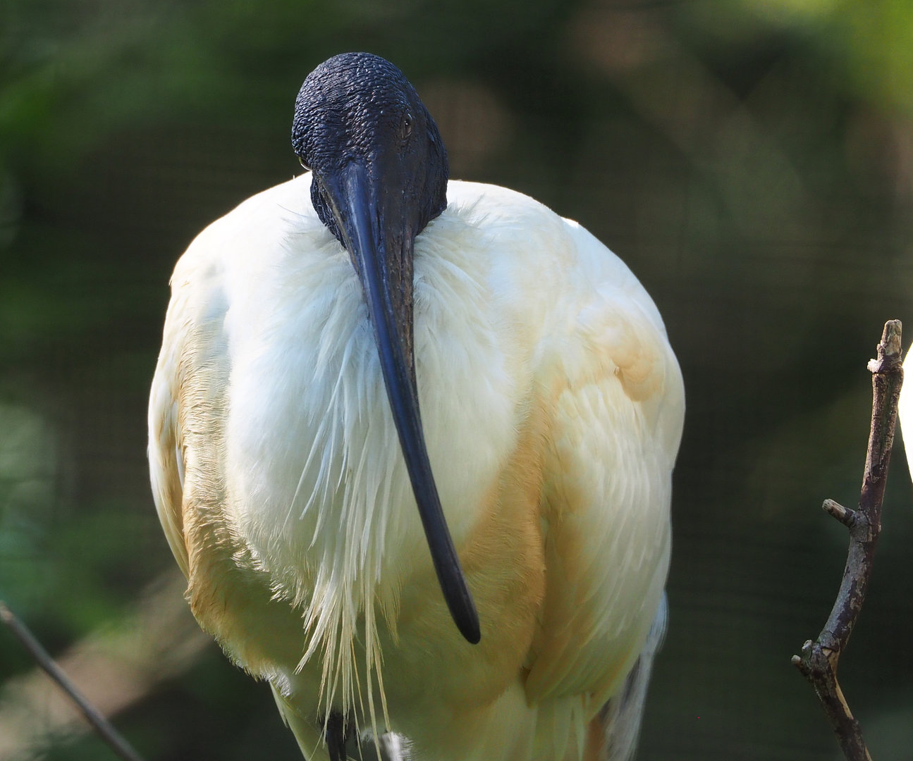 Black-faced ibis (Theristicus melanopis), 2022-06-15