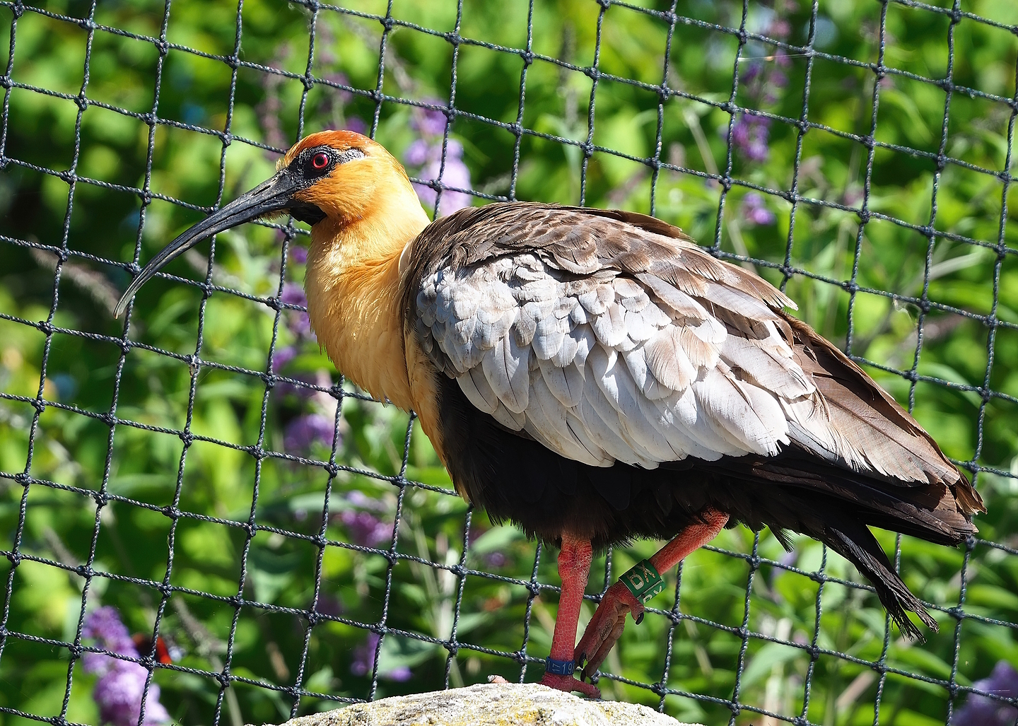 Black-faced ibis (Theristicus melanopis , 2022-07-16