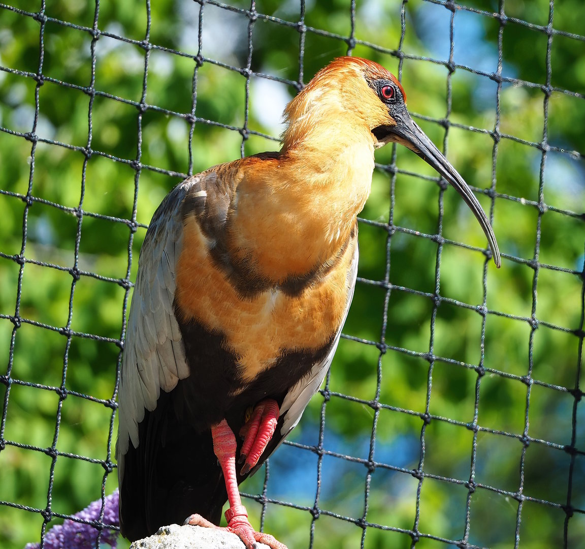 Black-faced ibis (Theristicus melanopis), 2022-07-16