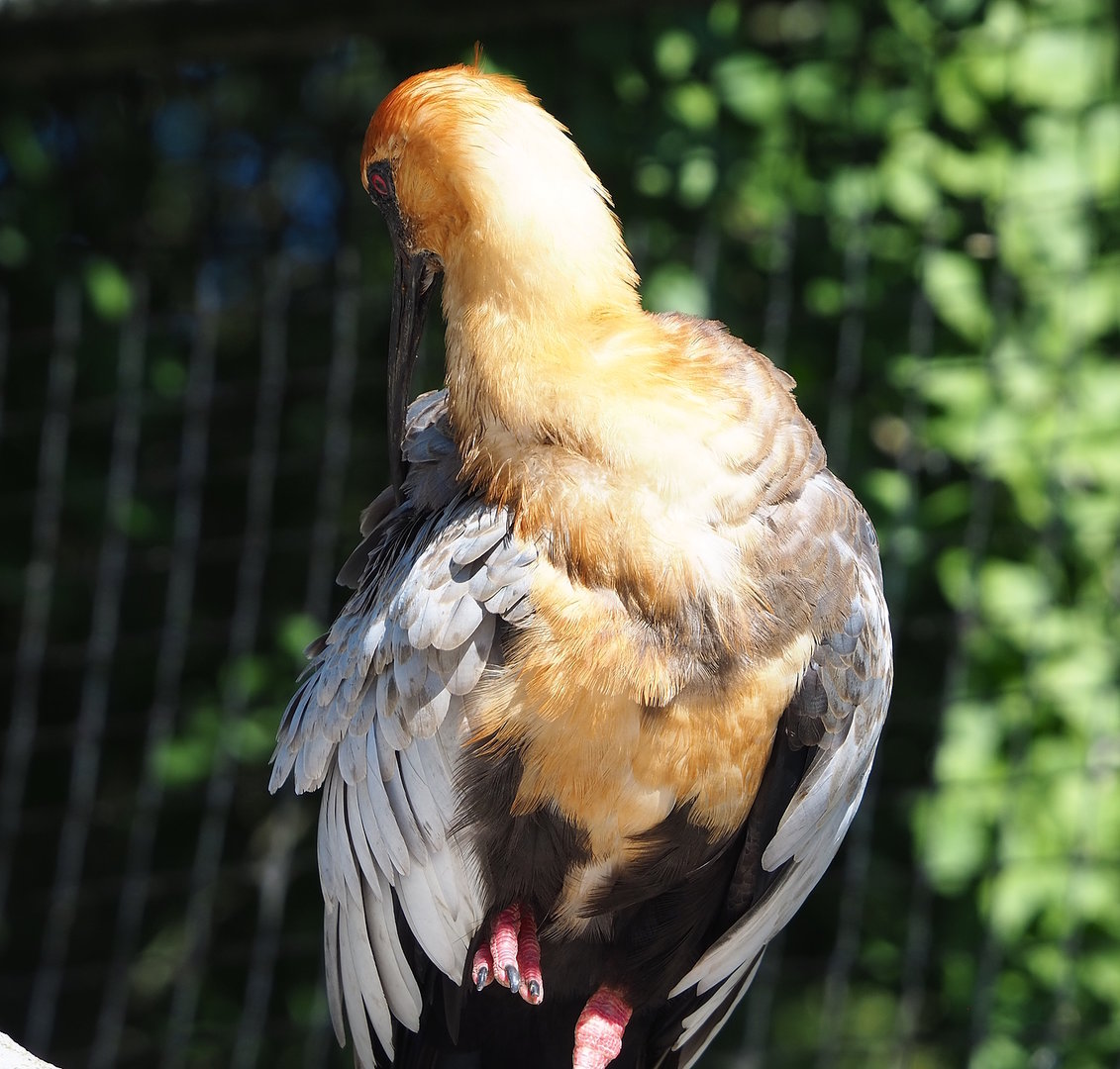 Black-faced ibis (Theristicus melanopis), 2022-08-07