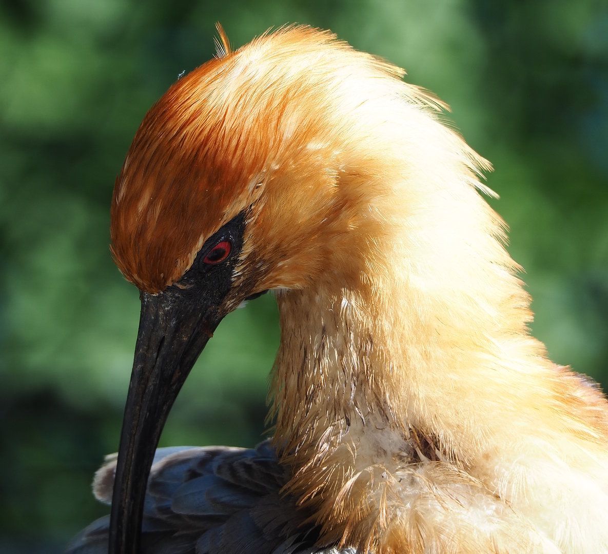 Black-faced ibis (Theristicus melanopis), 2022-08-07
