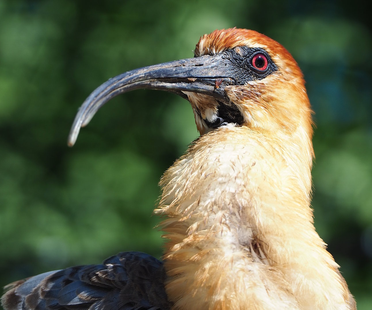 Black-faced ibis (Theristicus melanopis), 2022-08-07