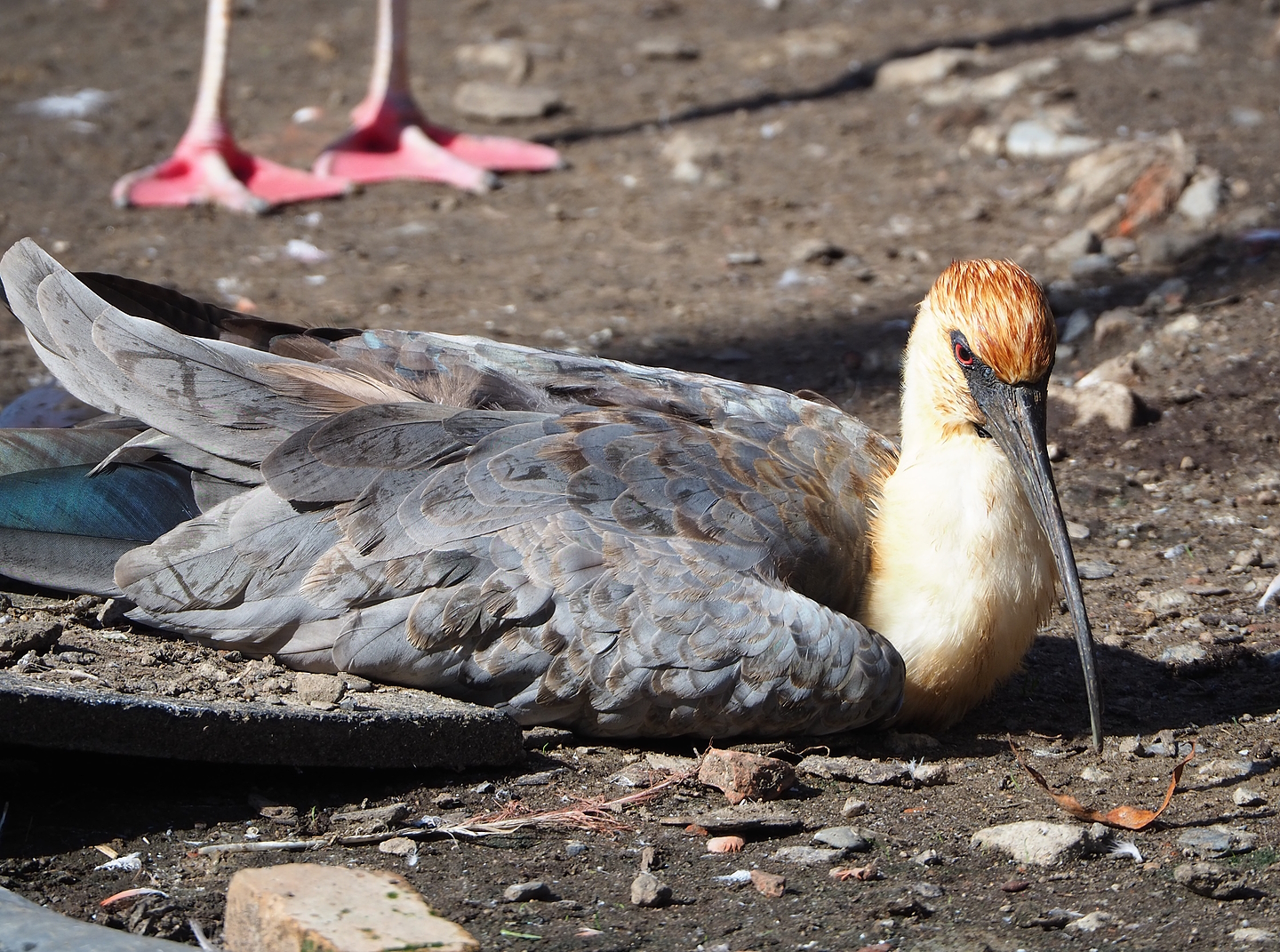 Black-faced ibis (Theristicus melanopis), 2022-09-12
